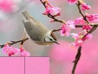 Candy Crush Original4