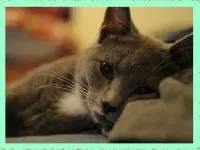 Candy Crush Original2