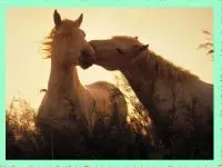 Candy Crush Original4