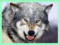 Candy Crush Original3