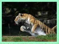 Candy Crush Original1