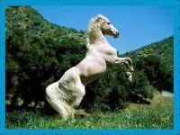 קנדי קראש המקורי1