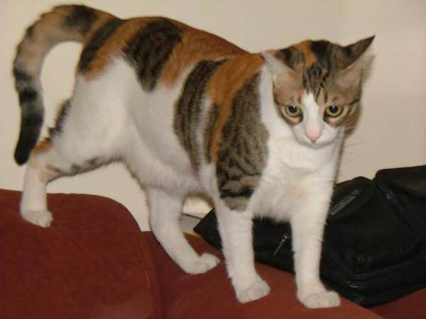 סופי החתולה שמאל