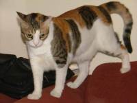 Cats Puzzle 2 - 16 Pieces11